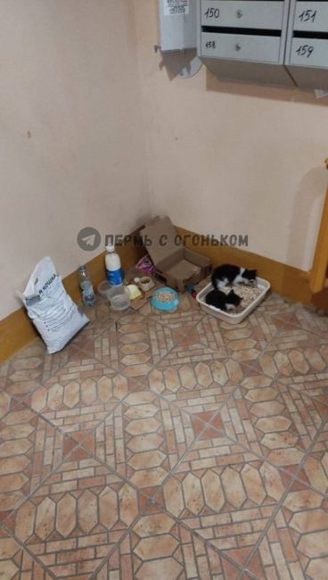 В Дзержинском районе кто-то подбросил 1,5-месячных котят прямо в подъезд дома

Как так можно? Сейчас малышам..