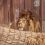 🦁 Сегодня отмечается Всемирный день льва

В Пермском зоопарке проживают три представителя этого семейства…