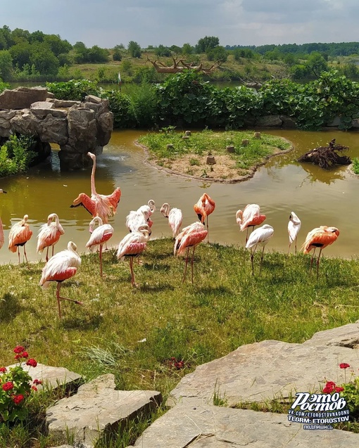 🦚🦜 Южный парк птиц Малинки. Очень красивое место 
 
📍Ростовская область, Красный Сулин (ПСХ Соколовское)..