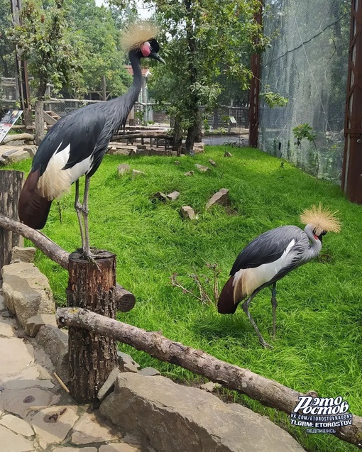 🦚🦜 Южный парк птиц Малинки. Очень красивое место 
 
📍Ростовская область, Красный Сулин (ПСХ Соколовское)..