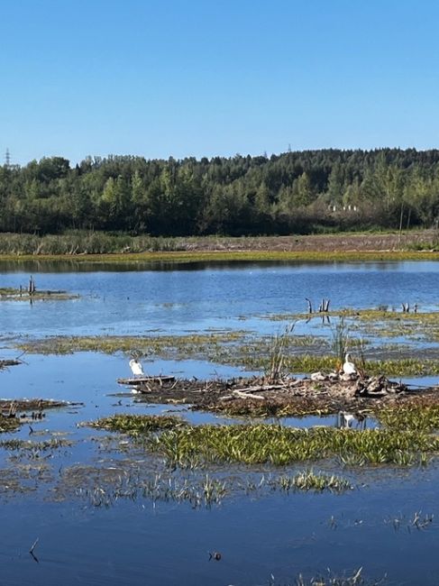 На водоёме в Перми поселились белые лебеди. И у них недавно появилось потомство.

Фото: Татьяна..