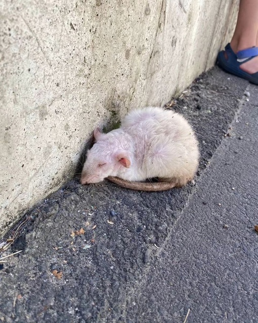 В микрорайоне Метальникова нашли вот такую крыску. Как она оказалась на улице, неизвестно, но неравнодушные..