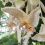 Красавица-орхидея зацвела в Ботаническом саду Петра Великого 
 
Она обладает ярко выраженным запахом..