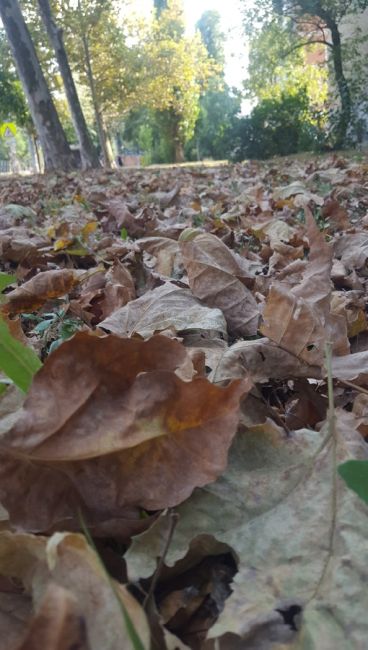 От жары опадают листья!
Первая половина августа, а уже осень 🍁🍂

Тургенева..