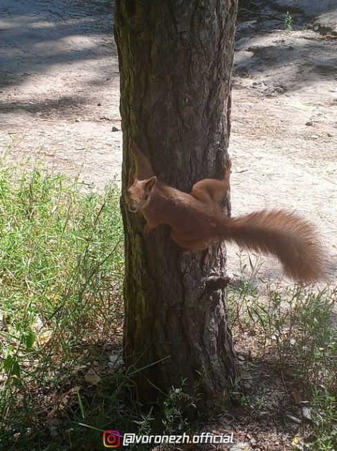 Белoчкa-любительницa фоткaтьcя 🐿️

Оcтaнoвка..