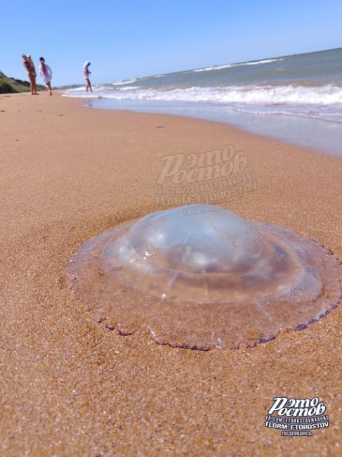 Вот таких медуз можно сейчас встретить на Азовском море..