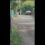 🐻 Типичное воскресенье в Шакше:  медведь на прогулке

Косолапого сняли на видео очевидцы. Они то и..