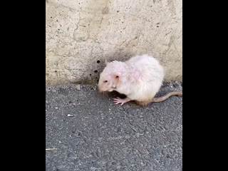В микрорайоне Метальникова нашли вот такую крыску. Как она оказалась на улице, неизвестно, но неравнодушные..