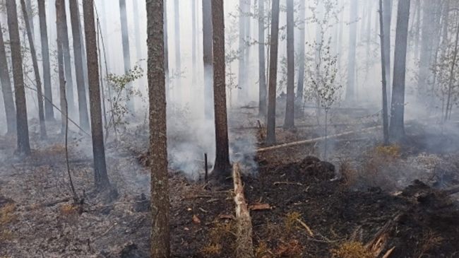 В Свердловской области ликвидировали все лесные пожары 
 
В Свердловской области за минувшие сутки удалось..