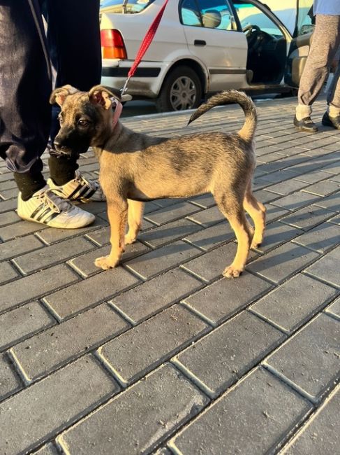 Очередное предательство 🆘🆘🆘😭😭
‼️Щенка привязали и бросили у подъезда. Девушка забрала временно к..