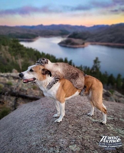 Пёс, который путешествует со своим котом..