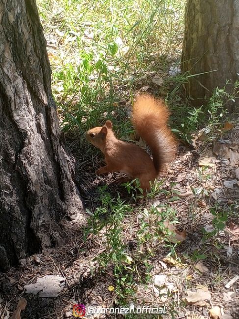 Белoчкa-любительницa фоткaтьcя 🐿️

Оcтaнoвка..