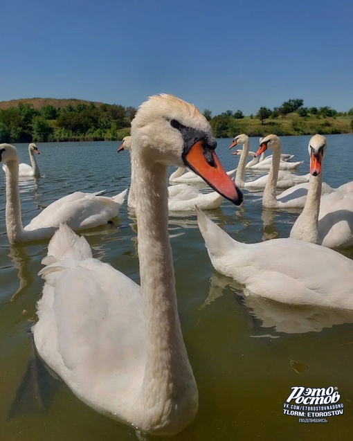 🦚🦜 Южный парк птиц Малинки. Очень красивое место 
 
📍Ростовская область, Красный Сулин (ПСХ Соколовское)..