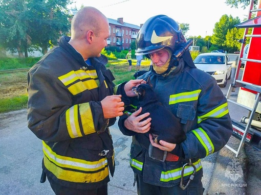 Из горящей квартиры омские спасатели вынесли пять кошек и собаку

Вчера, 21 августа, в трёхэтажном доме..