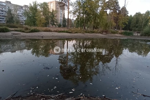 Житель города пишет:

«Заметили такую ситуацию в пруду на Парковом. Озеро значительно осушилось, а вся рыба..