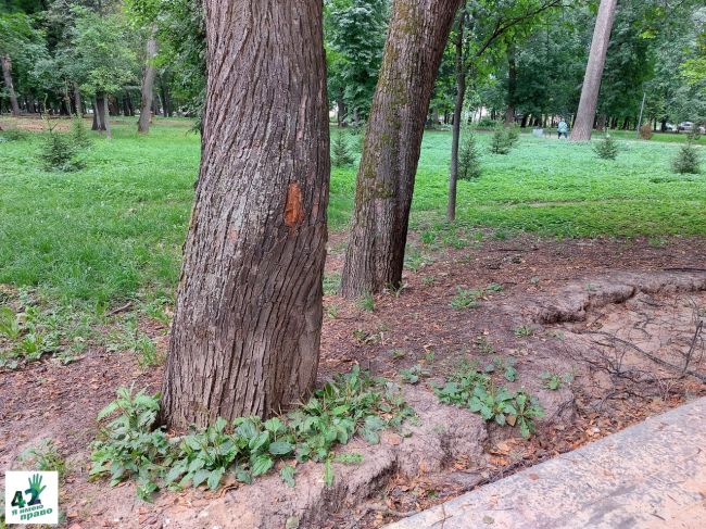 🚜🌳🧐

Продолжаем наблюдать за благоустройством в парке Кулибина.

Мы уже писали о том, что..