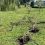 Некий водитель решил устроить заезд по газону на Шолохова и уничтожил несколько дорогостоящих растений…