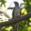 Петербургский бёрдвотчер заметил в ЦПКиО на Елагином острове кукушку — птицу, которую всегда слышно, но..