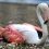 🦩 Розового фламинго с переломом лапы в Парке Революции хотят усыпить. Птица занесена в Красную книгу…