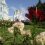 Цветущие сады у монастыря в Дивеево и отличная идея для поездки выходного дня!
..