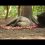 Милое видео с медведицей Машей, которую спасли в Гайнском районе 🐻 

Ее нашел рыбак возле реки Весляна. Она..