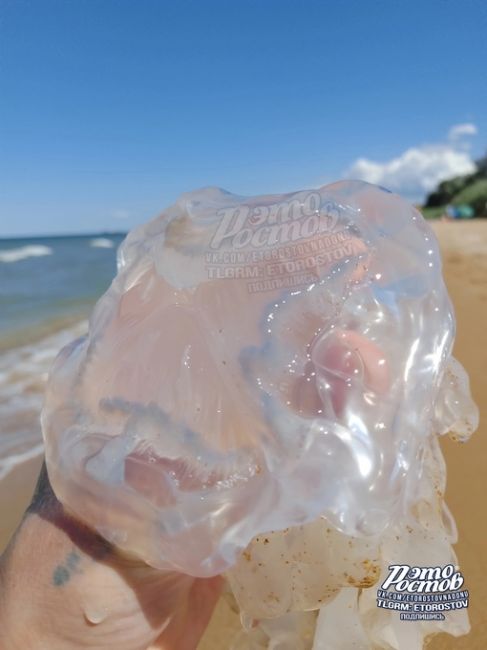 Вот таких медуз можно сейчас встретить на Азовском море..