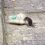 В Петербурге ребёнка укусила уличная крыса

Инцидент произошёл днём 14 августа в Красносельском районе. У..