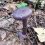 🟣 Редкий фиолетовый гриб обнаружили в подмосковном лесу.

Такие грибы не ядовиты, но специалисты..
