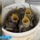 Под Уфой в чайной чашке вылупились четыре птенца

Дачники сняли на видео вылупившихся птенцов в гнезде,..