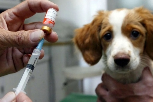 В эти выходные в поселках Кировского района Казани животных будут бесплатно вакцинировать от бешенства..