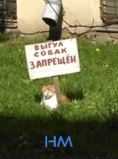 😁Котик выступает против своих главных..