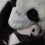 🐼 Немного милоты вам в ленту: Детеныш панды из Московского зоопарка растет и потихоньку..
