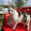 Вывел семь котят из горящего здания: в Орловской области кот Юлик спас животных на пожаре в приюте
 
10-летний..