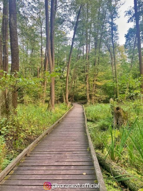 Живописнaя Чeрепахинская трoпа 🏞 

📌 Βоpонeжcкий..