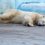 В выходные все мы немножко белый медведь Николай из зоопарка «Лимпопо».

..