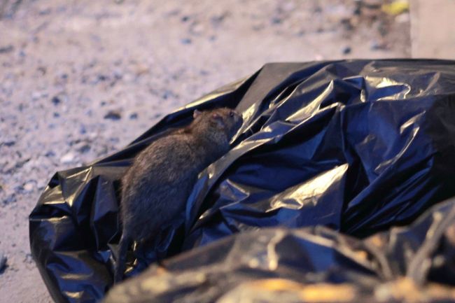 ❗ Крысиный беспредел у станции «Выхино» 
 
Животных, по словам очевидцев, привлекли чёрные мешки с мусором. В..