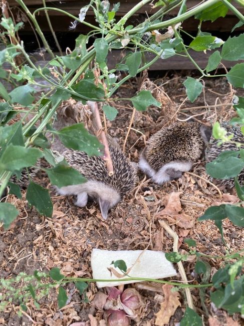 🦔 Незваные гости у ростовчан. Даже котофей..