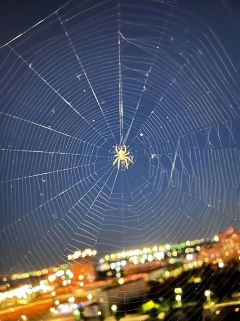 В нашем доме поселился «замечательный» сосед

А вот у жителей ЖК «Аквамарин» соседи не очень — их буквально..