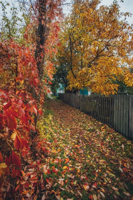 Разноцветная осень в Старочеркасской 🍂🍁

Фото: Артём..