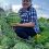Сельчанка из Башкирии выращивает на участке арбузы даже в прохладную погоду

Садовод со стажем Дилюза..