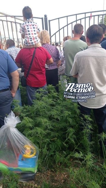 🌿 Родители стоят по пояс в амброзии во время линейки на Суворовском..