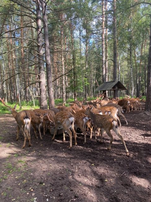 Пятнистые олени в нижегородской области ..