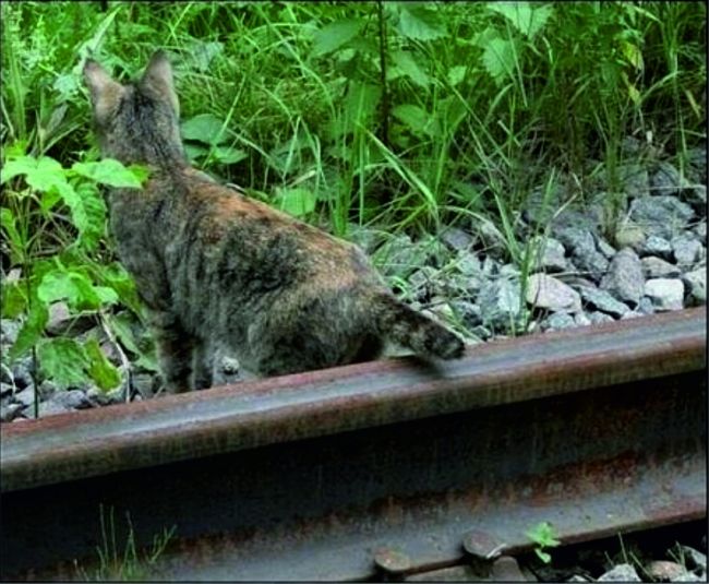 Некоторых жизнь ничему не учит.
Сфоткал на Звенигородском..