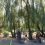 🗿 Около оранжерейного комплекса в Ботаническом саду ЮФУ появился парк деревянных скульптур. Их вырезал..