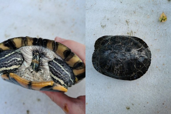 В Новосибирске редкую краснокнижную черепаху выбросили на помойку

Жительница Новосибирска обнаружила..
