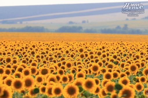 «Это всё моё, родное!» 

Ростовской области исполнилось 86 лет. 
100 тысяч квадратных километров нашей земли! С..