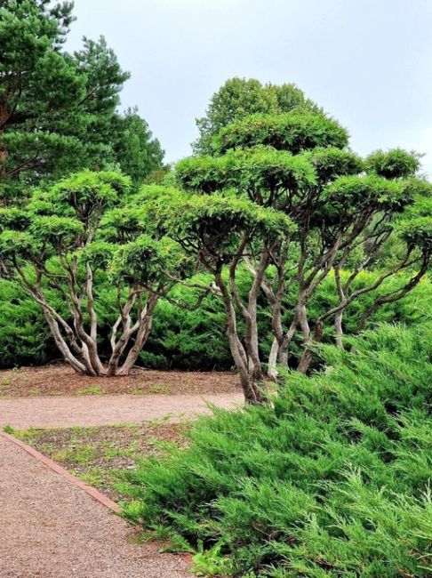 Большой розарий в Сокольниках

Фото Игорь..