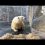 В Московском зоопарке умер белый медведь Диксон, за спасением которого год назад следила вся страна

Медведя..