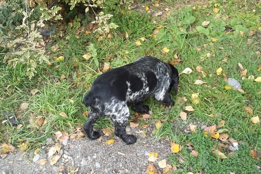 Здравствуйте, найден пес (кобель) с ошейником, бегает в октябрьском районе, на улице тополевая..