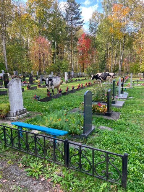 Необычные гости на кладбище в Березниках. В принципе ничего плохого в этом нет… но они оставляют..